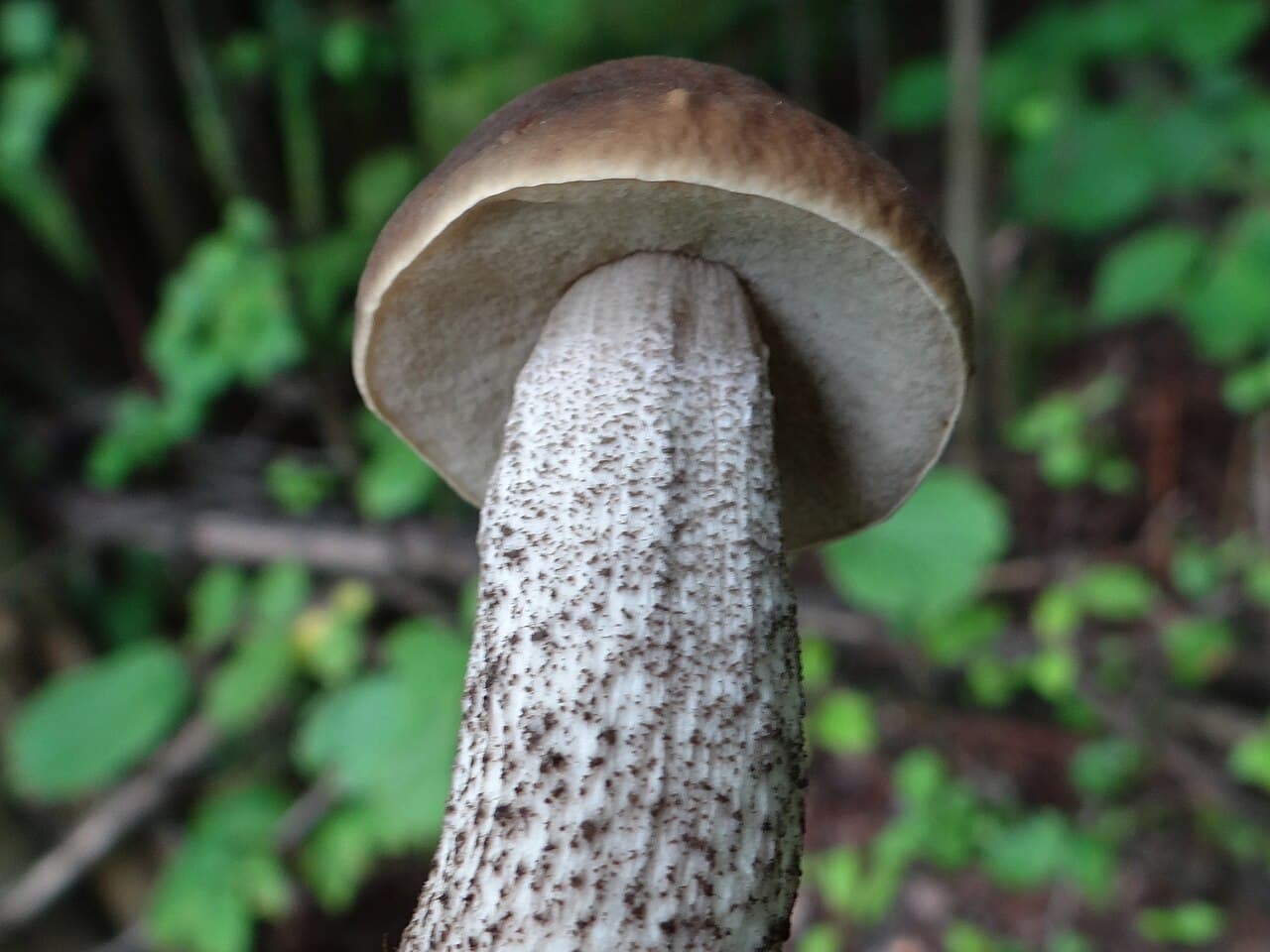 Kozák habrový — charakteristický detail
