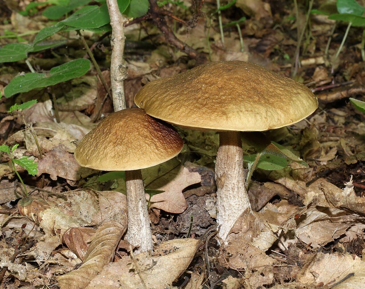 Kozák habrový (Leccinum pseudoscabrum)