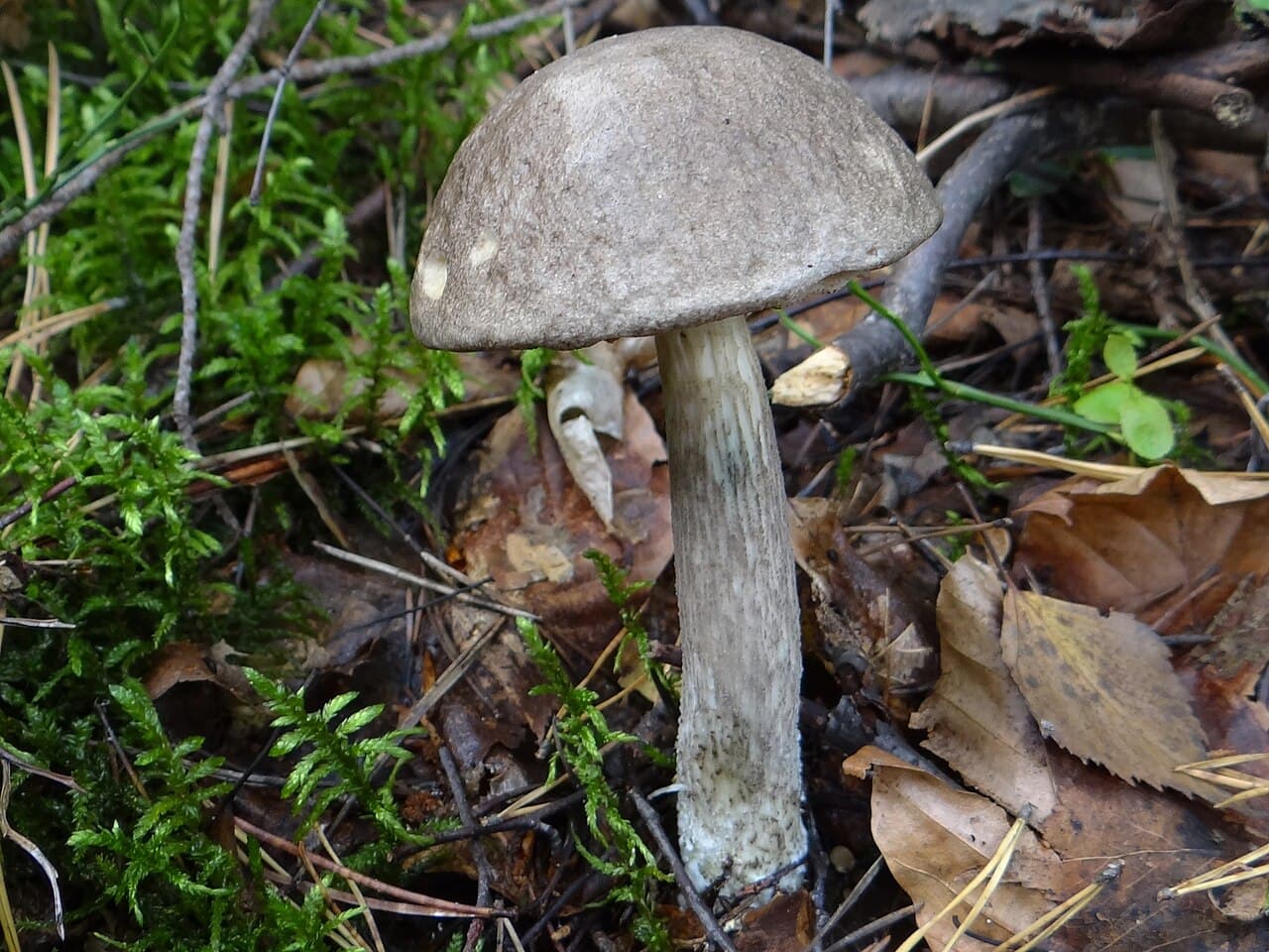 Kozák šedozelený (Leccinum variicolor)