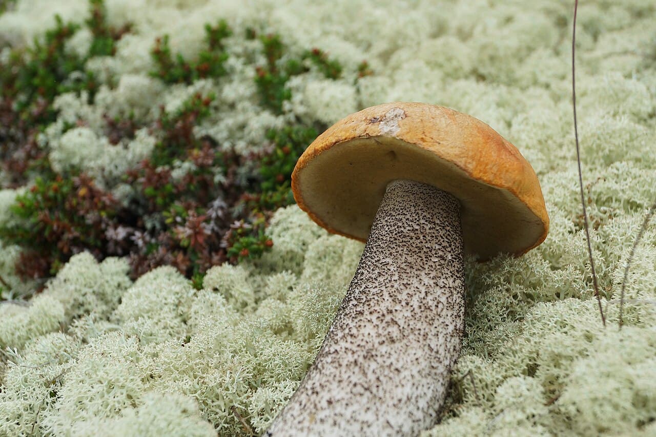 Křemenáč březový, charakteristický detail