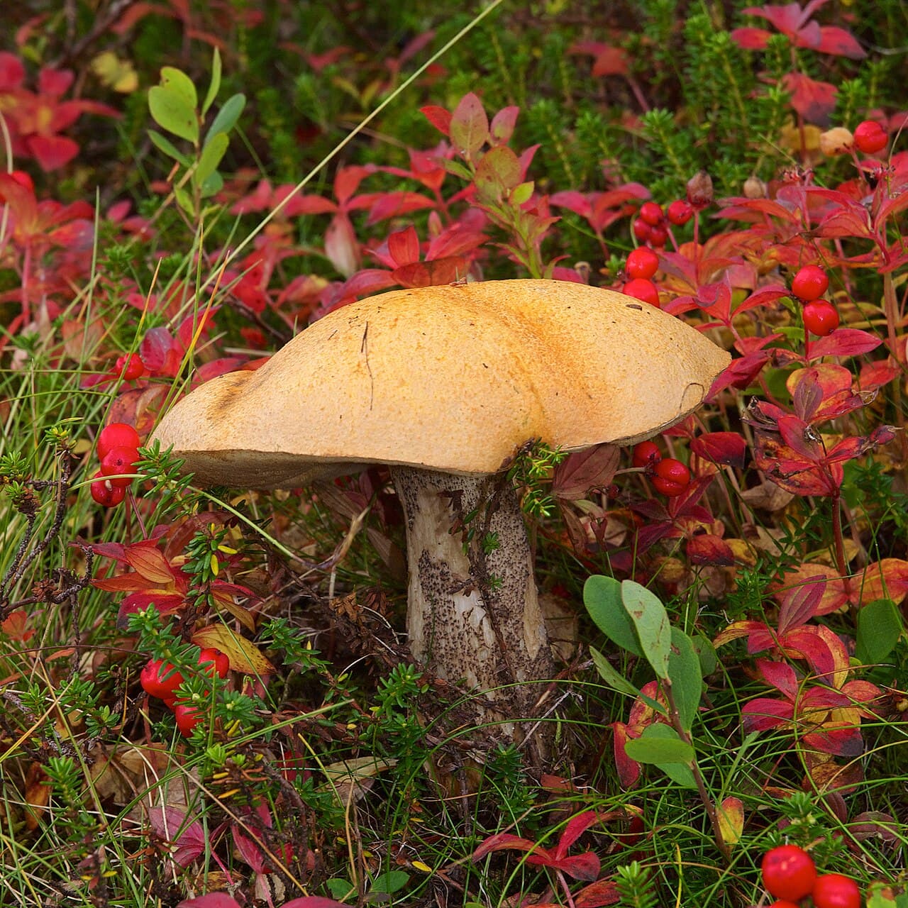 Křemenáč březový (Leccinum versipelle)