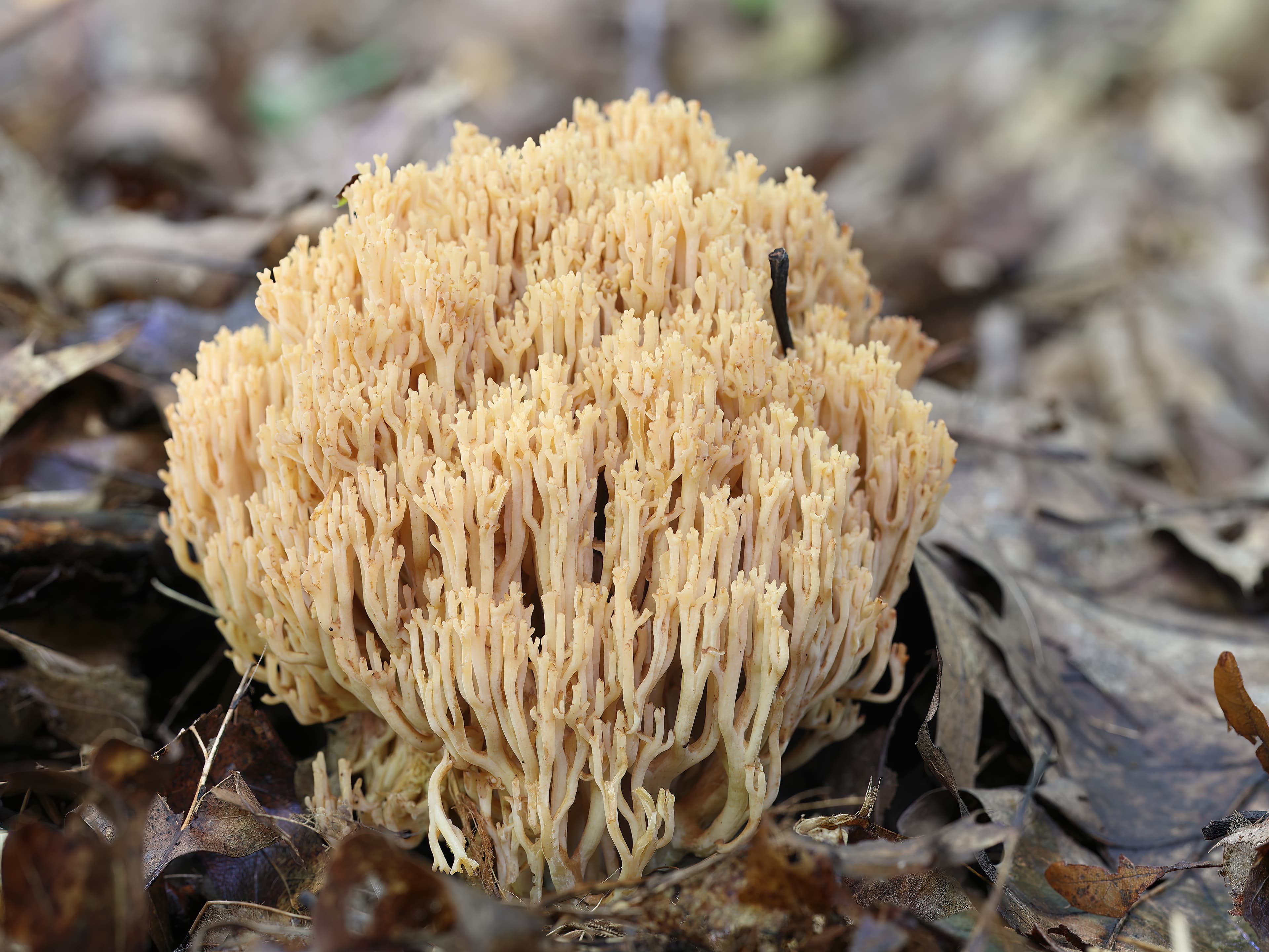 Kuřátka sličná (Ramaria formosa)