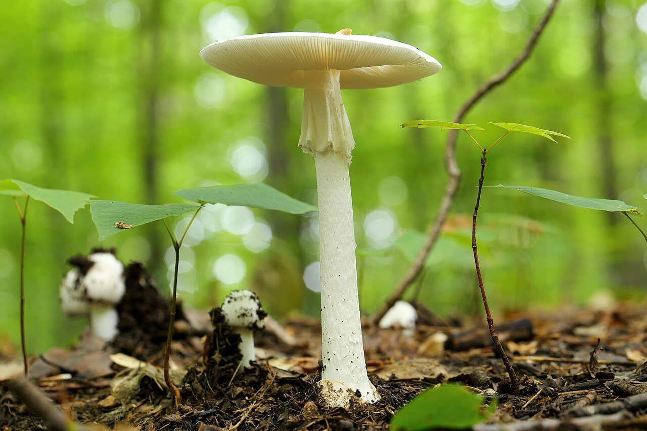 Muchomůrka jízlivá (Amanita virosa)