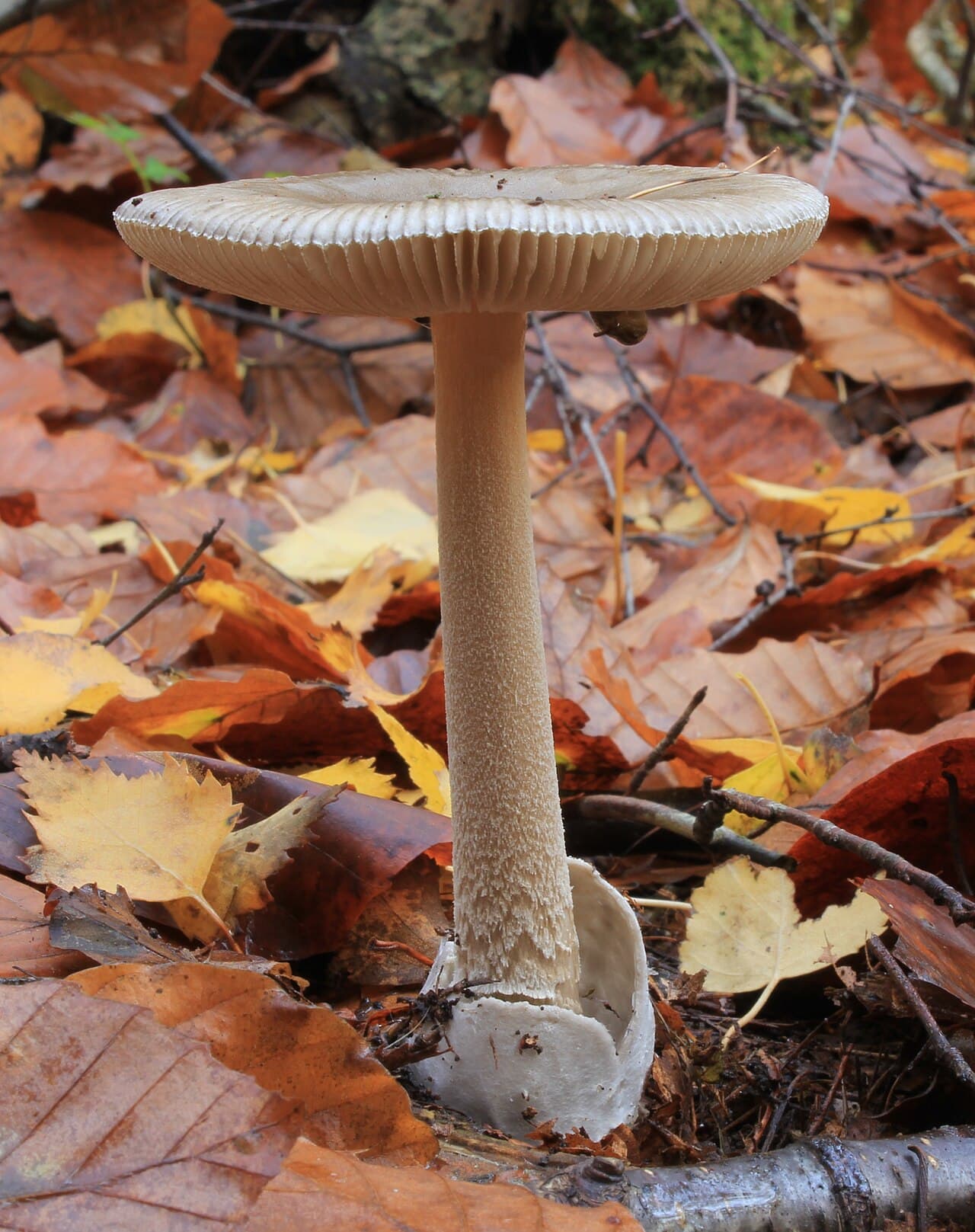 Muchomůrka pošvatá (Amanita vaginata)