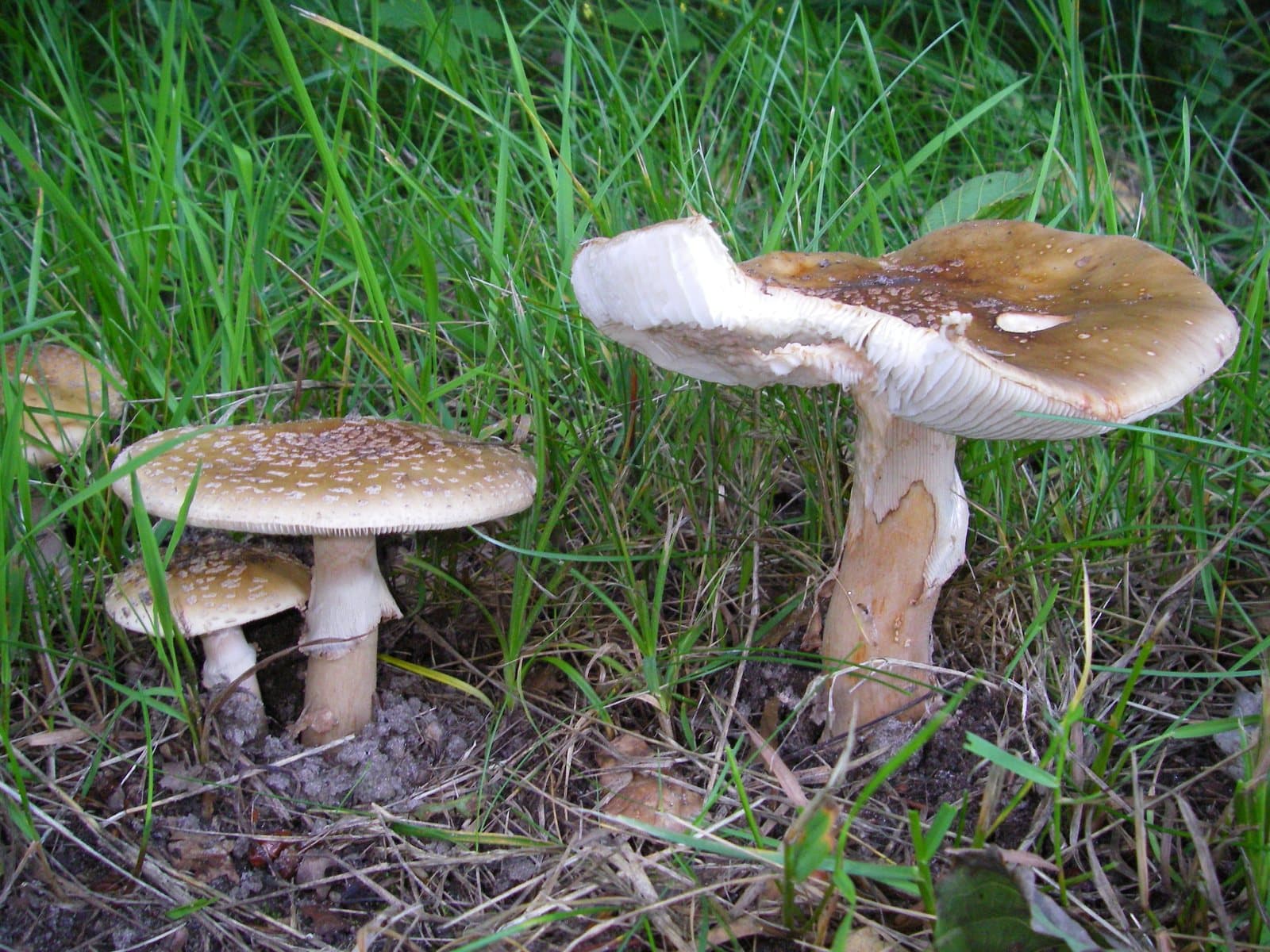 Muchomůrka růžovka — charakteristický detail