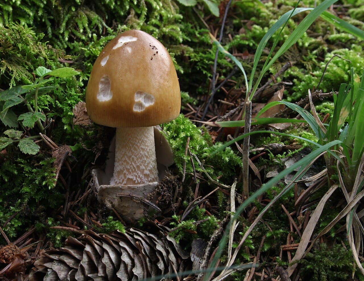 Muchomůrka ryšavá (Amanita fulva)
