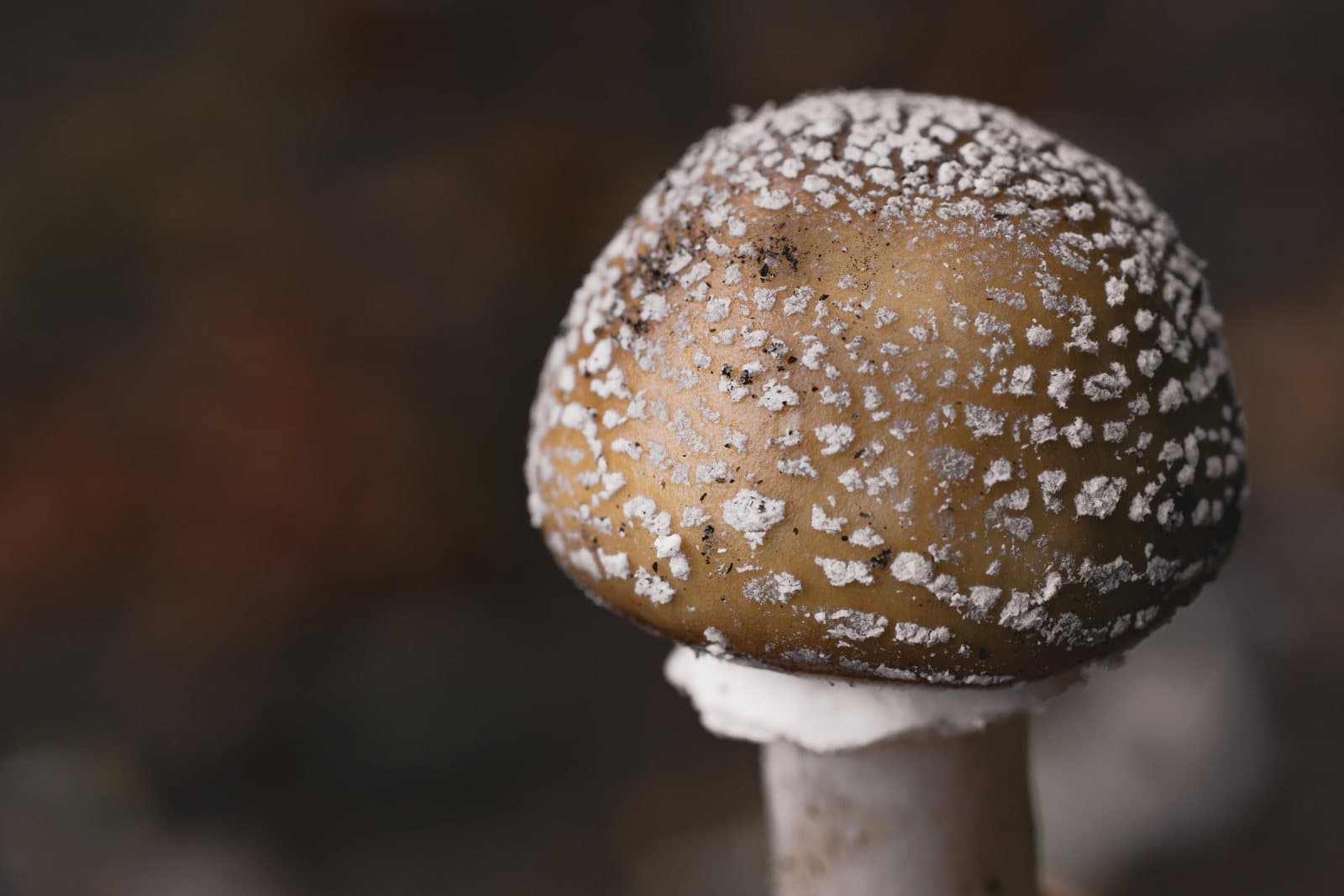 Muchomůrka tygrovaná — charakteristický detail