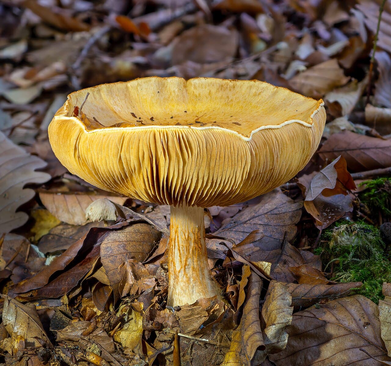 Pavučinec překrásný — charakteristický detail