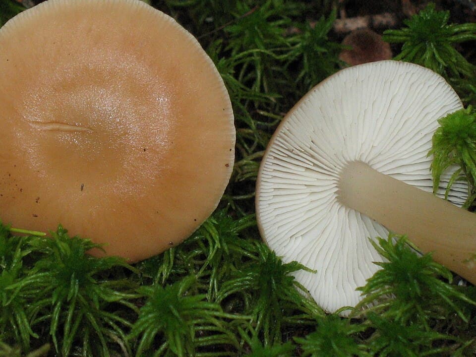 Penízovka dubová — charakteristický detail