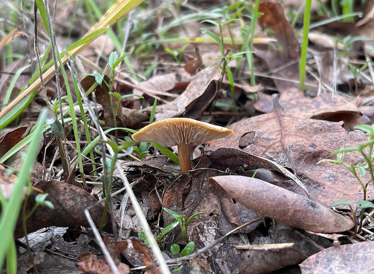 Penízovka dubová (Gymnopus dryophilus)