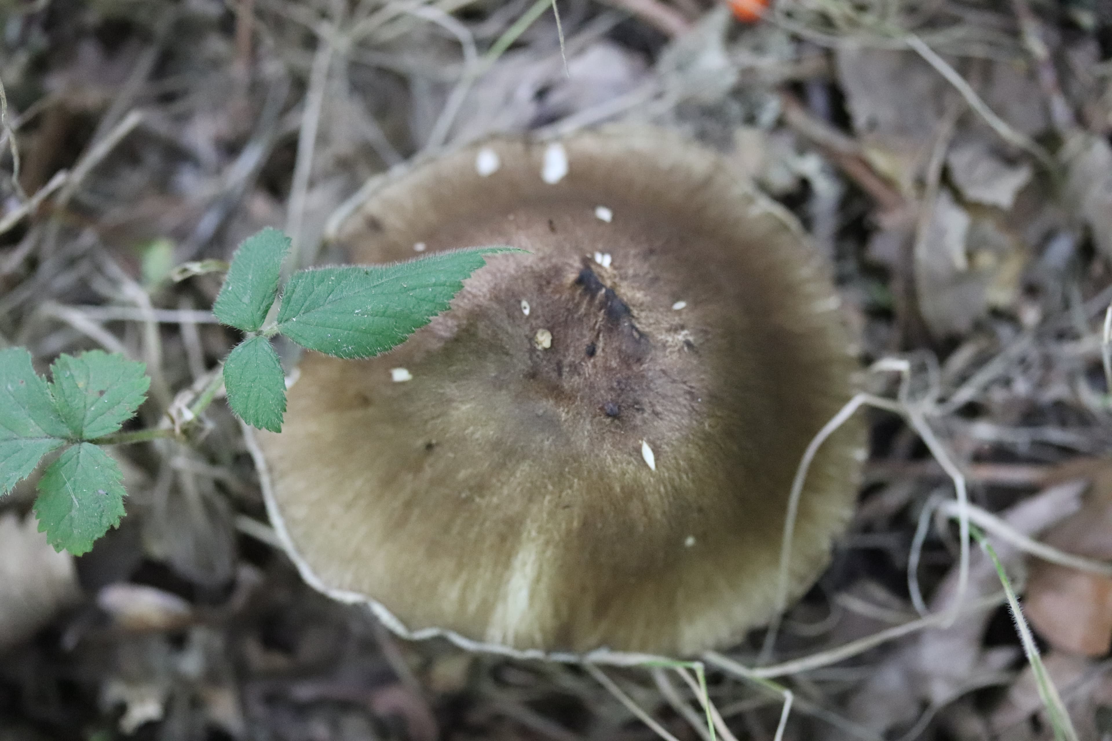 Penízovka širokolupenná — charakteristický detail
