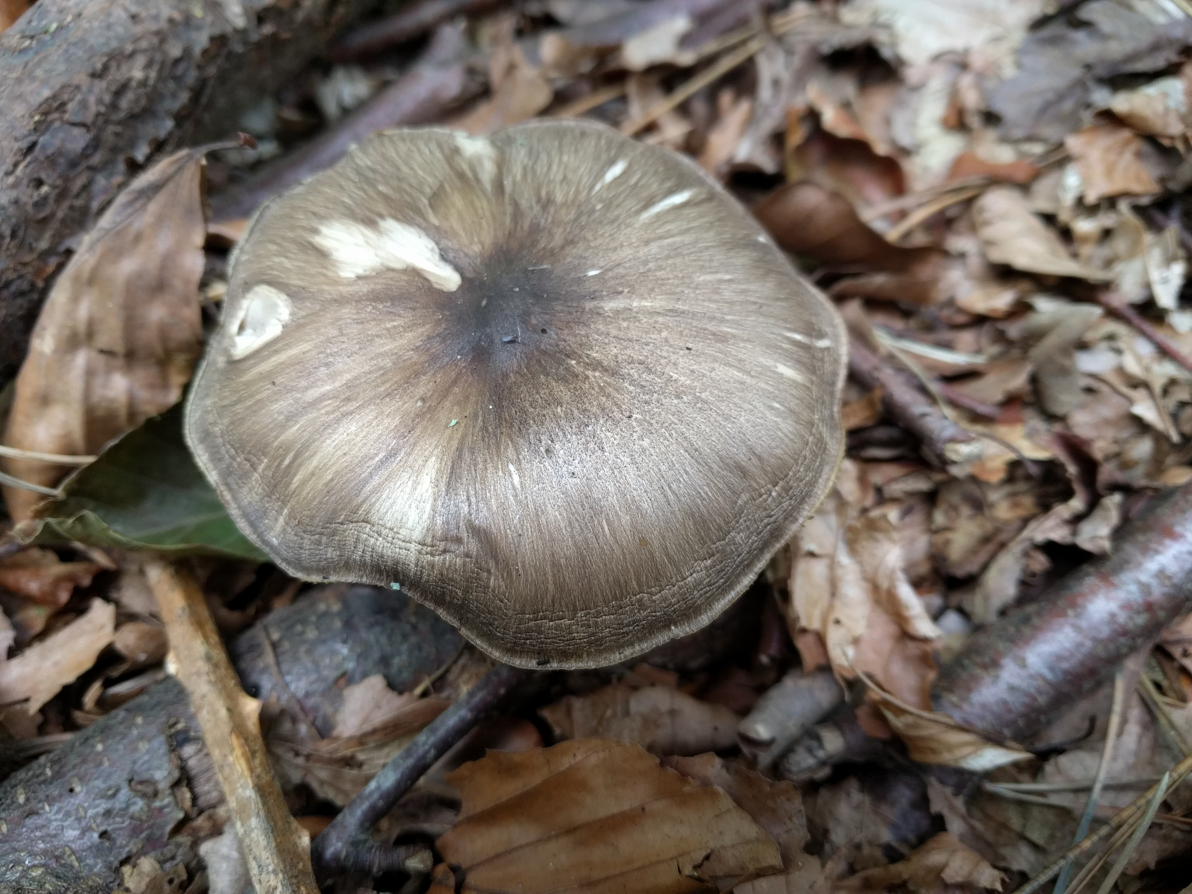 Penízovka širokolupenná (Megacollybia platyphylla)