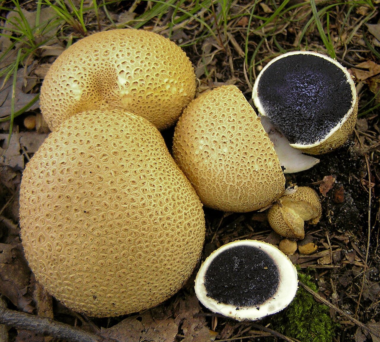 Pestřec obecný (Scleroderma citrinum)