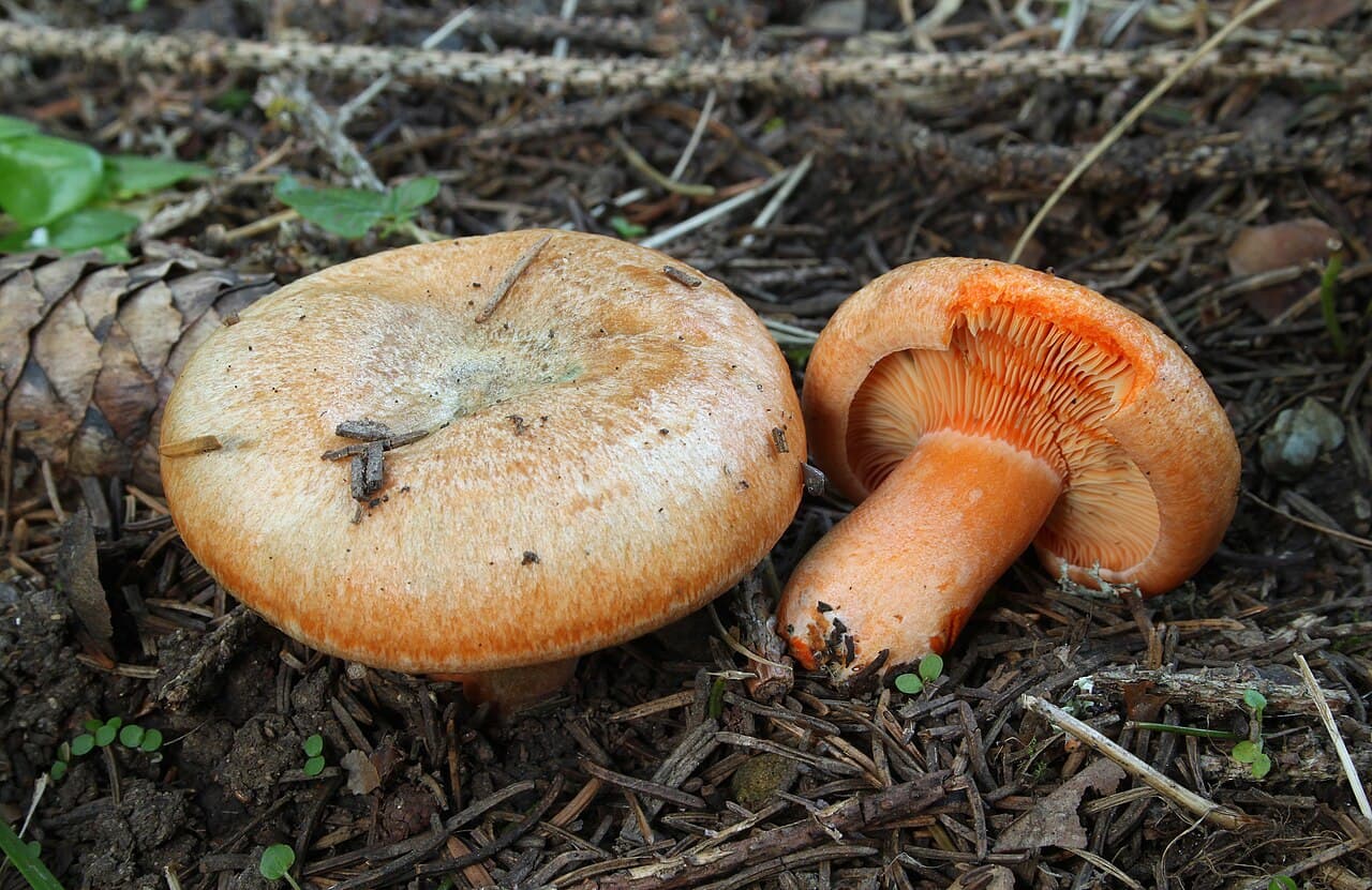 Ryzec smrkový (Lactarius deterrimus)