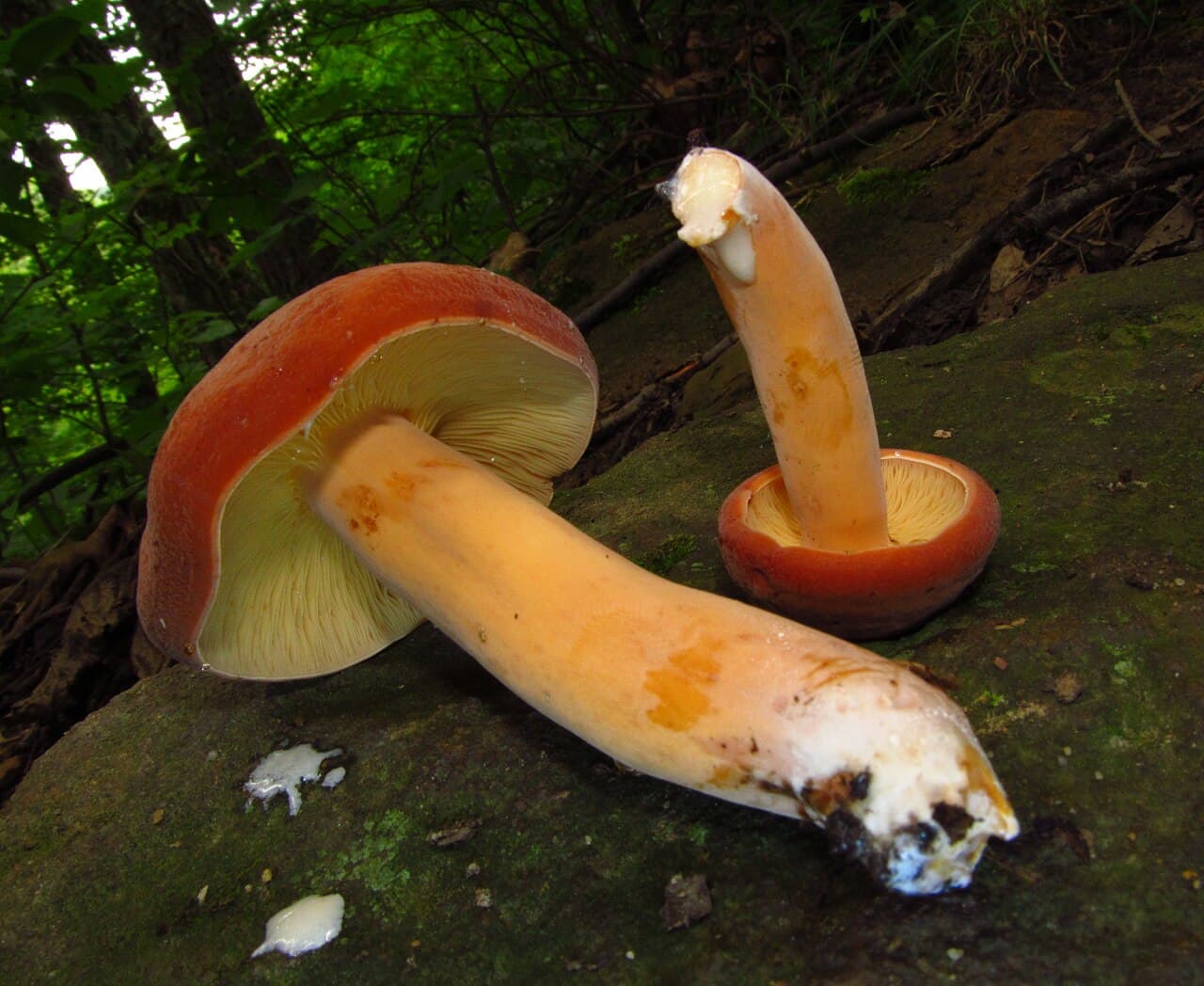 Ryzec syrovinka