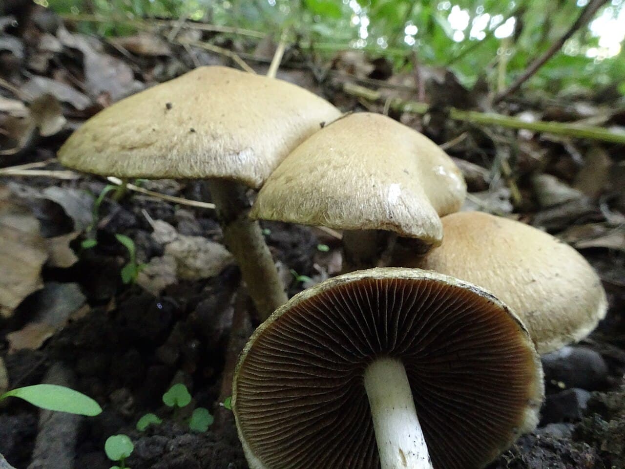 Křehutka sametová — charakteristický detail