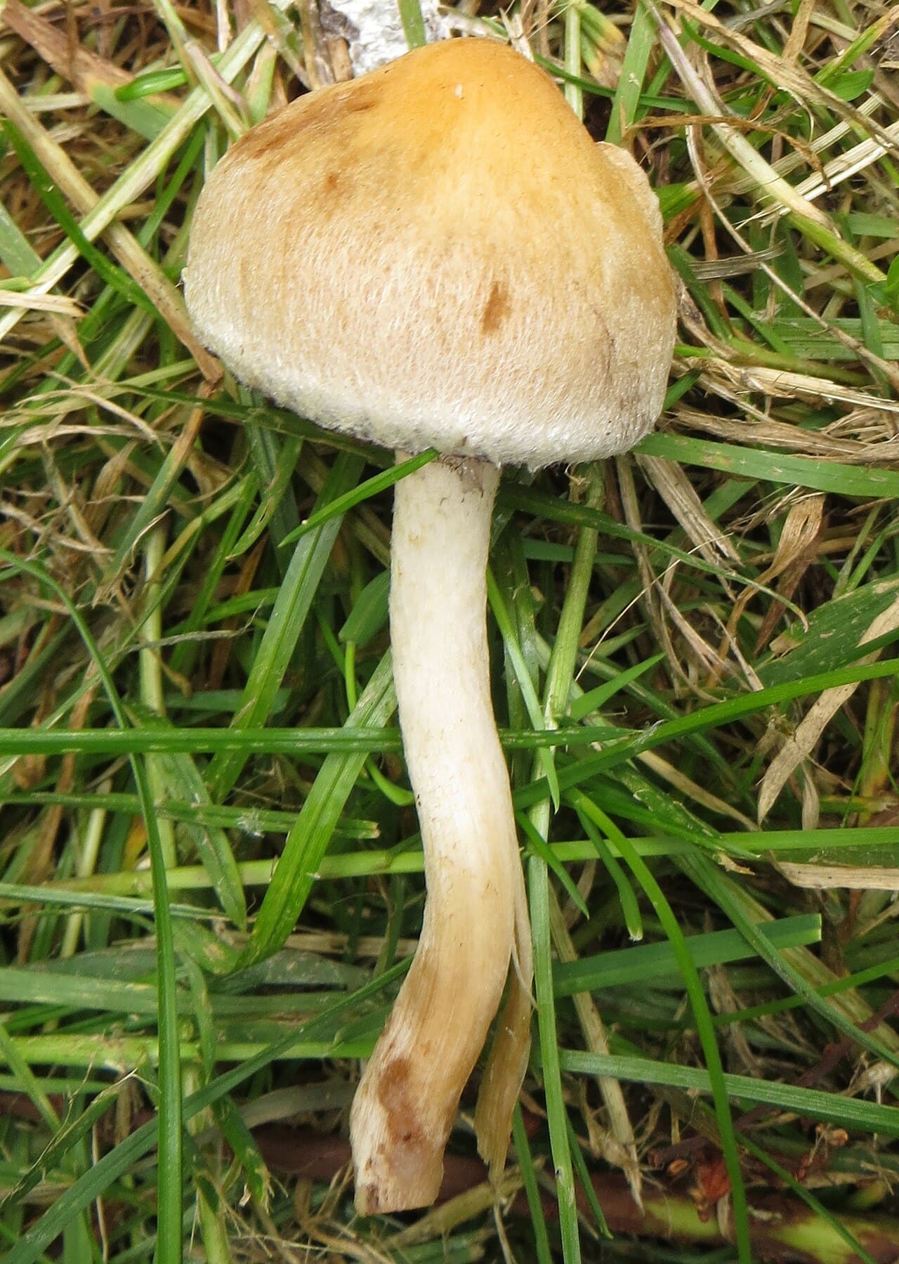 Křehutka sametová (Lacrymaria lacrymabunda)