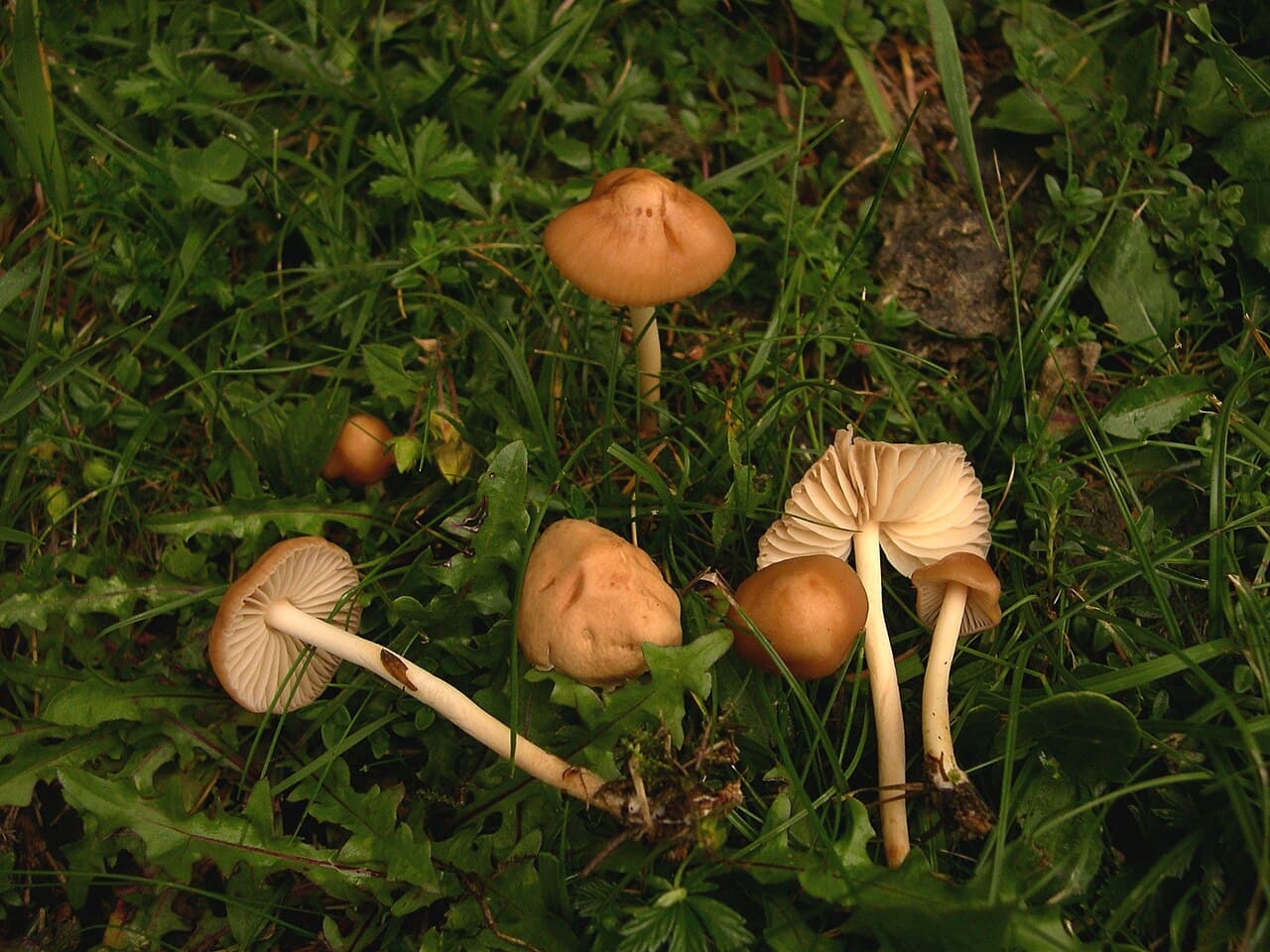 Špička obecná — charakteristický detail