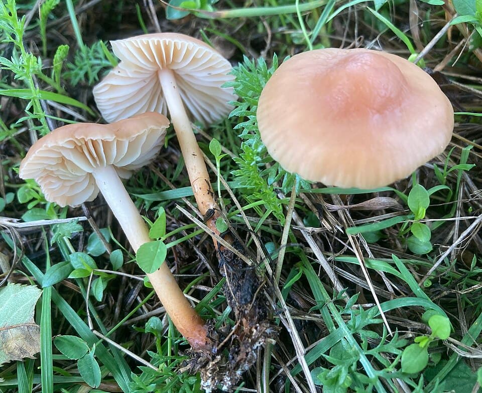 Špička obecná (Marasmius oreades)