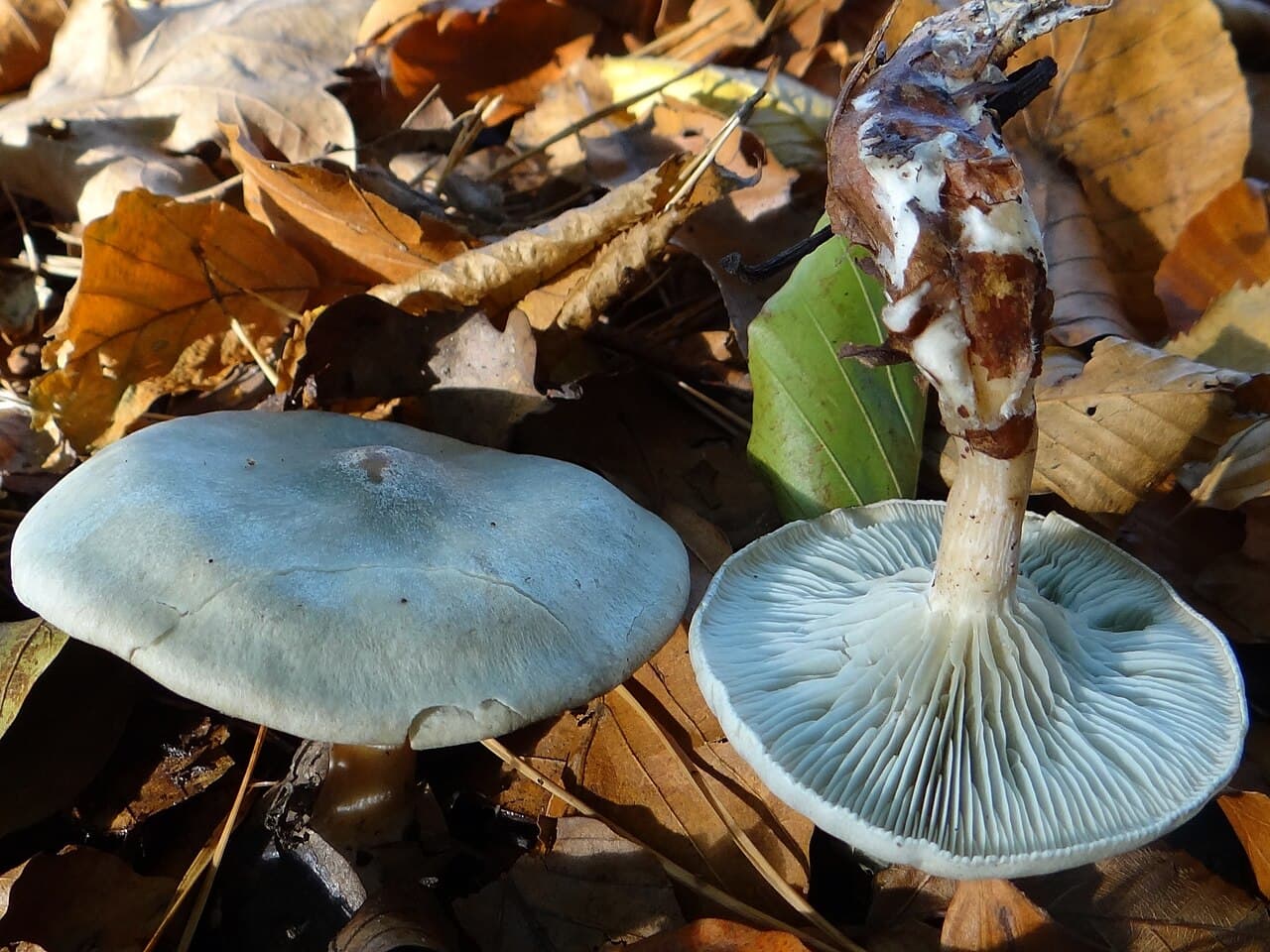 Strmělka anýzka (Clitocybe odora)