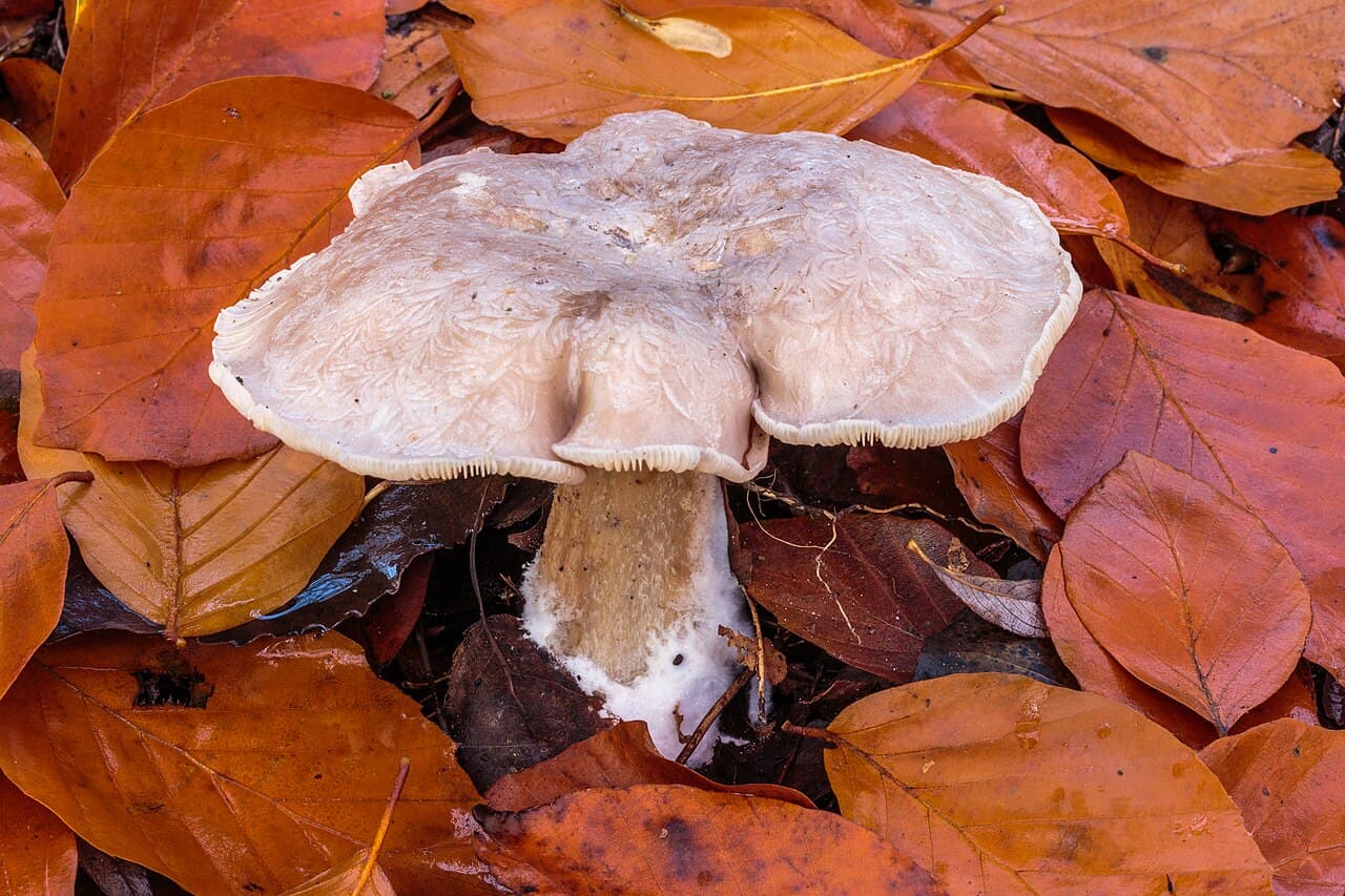 Strmělka mlženka (Clitocybe nebularis)