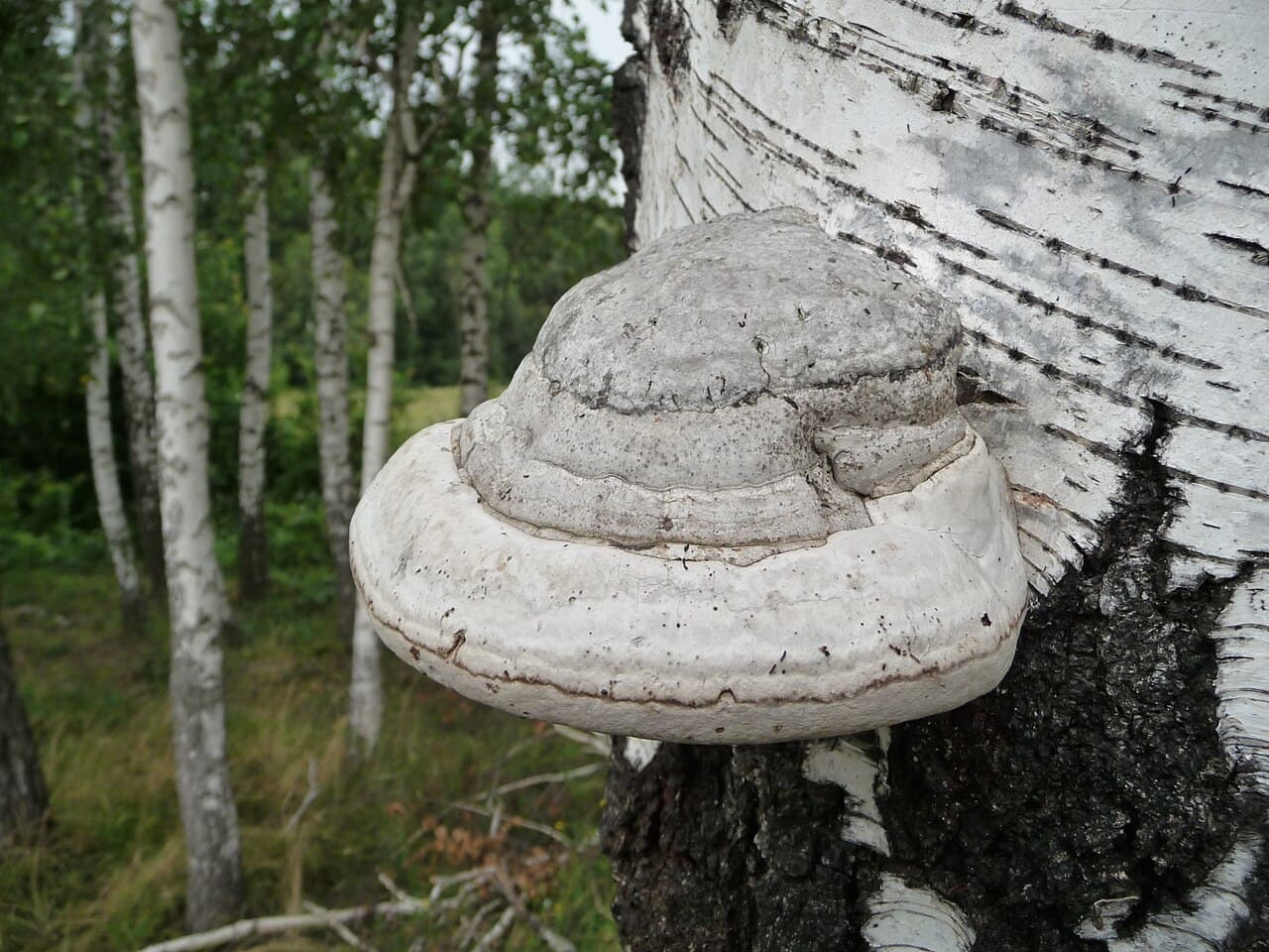 Troudnatec kopytovitý (Fomes fomentarius)