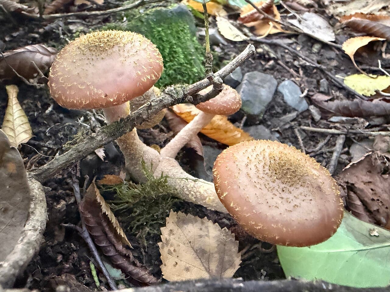 Václavka hlíznatá (Armillaria gallica)
