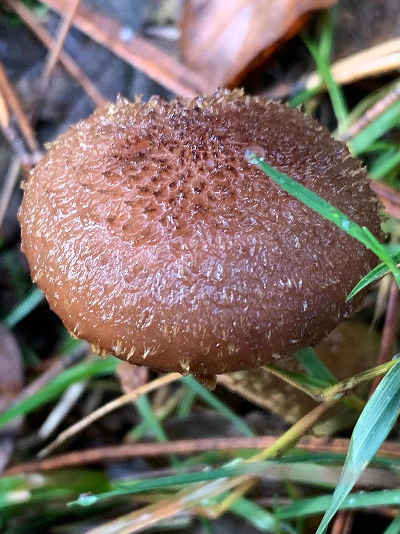 Václavka smrková (Armillaria ostoyae)