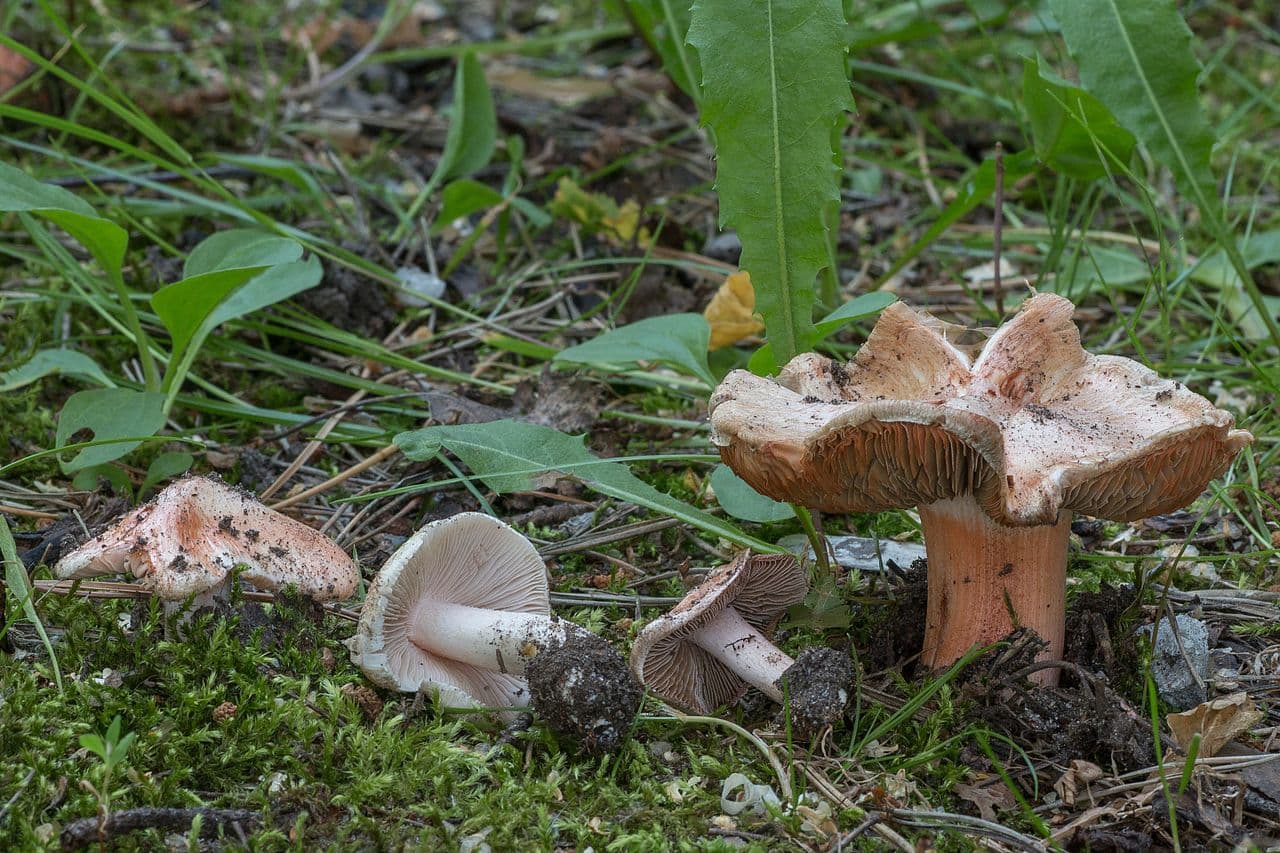 Vláknice začervenalá — charakteristický detail