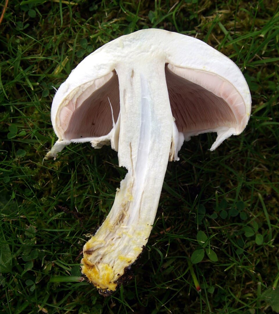 Pečárka zápašná (Agaricus xanthodermus)