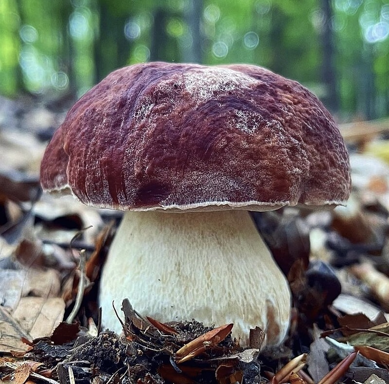 Hřib borový — charakteristický detail