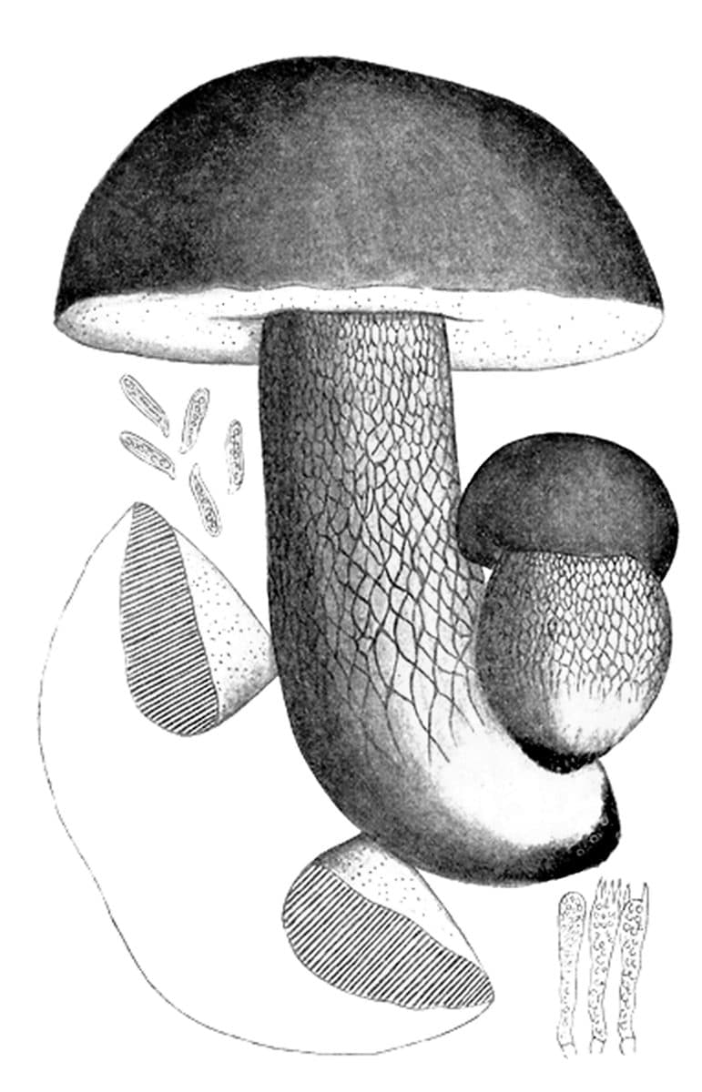 Hřib smrkový (Boletus edulis), kresba z atlasu Iconographia Mycologica, Giacomo Bresadola, 1931