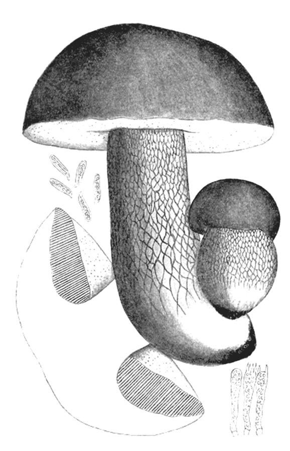 Hřib smrkový (Boletus edulis), kresba z atlasu Iconographia Mycologica, Giacomo Bresadola, 1931