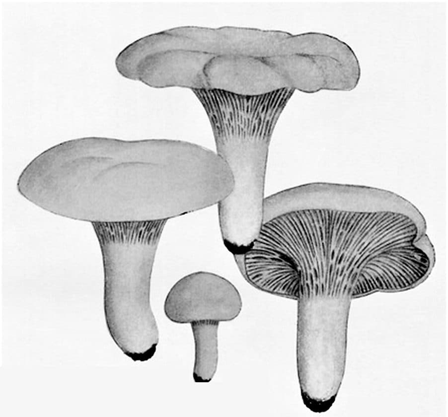 Liška obecná (Cantharellus cibarius), kresba z atlasu Iconographia Mycologica, Giacomo Bresadola, 1929