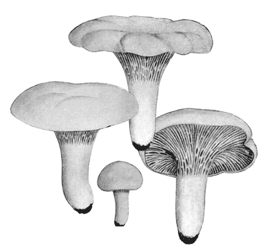 Liška obecná (Cantharellus cibarius), kresba z atlasu Iconographia Mycologica, Giacomo Bresadola, 1929