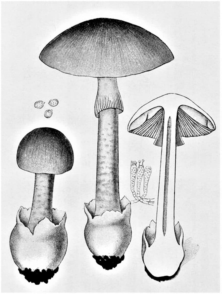Muchomůrka zelená (Amanita phalloides), kresba z atlasu Iconographia Mycologica, Giacomo Bresadola, 1927