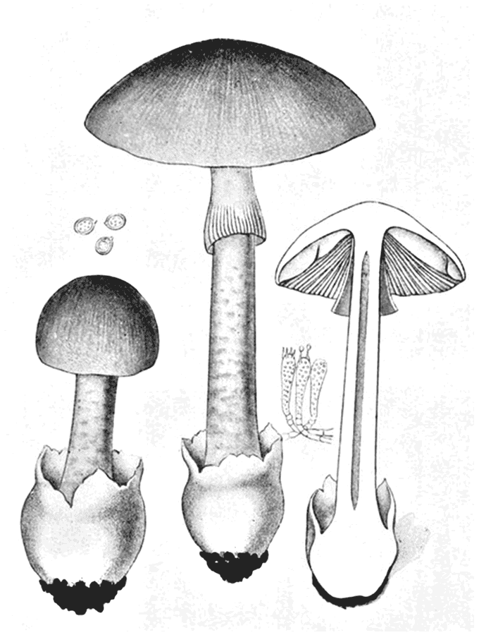 Muchomůrka zelená (Amanita phalloides), kresba z atlasu Iconographia Mycologica, Giacomo Bresadola, 1927