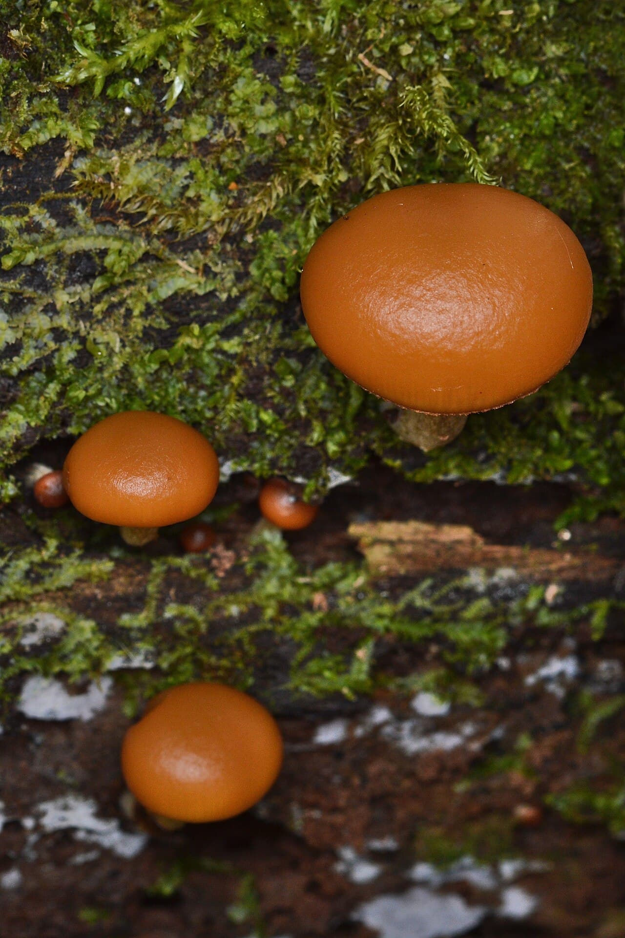 Čepičatka jehličnanová, charakteristický detail