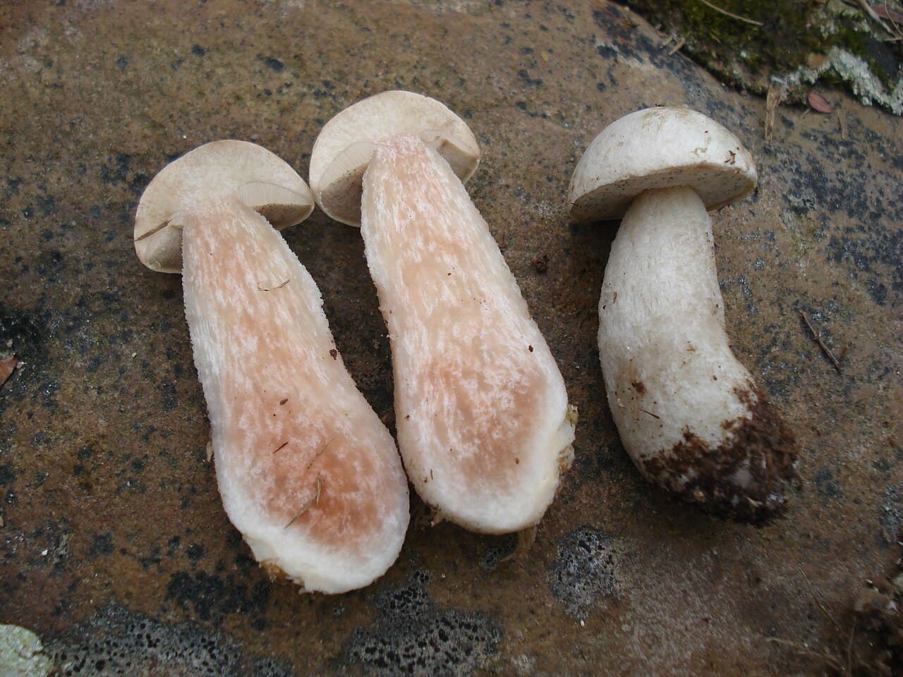 Kozák bílý, charakteristický detail
