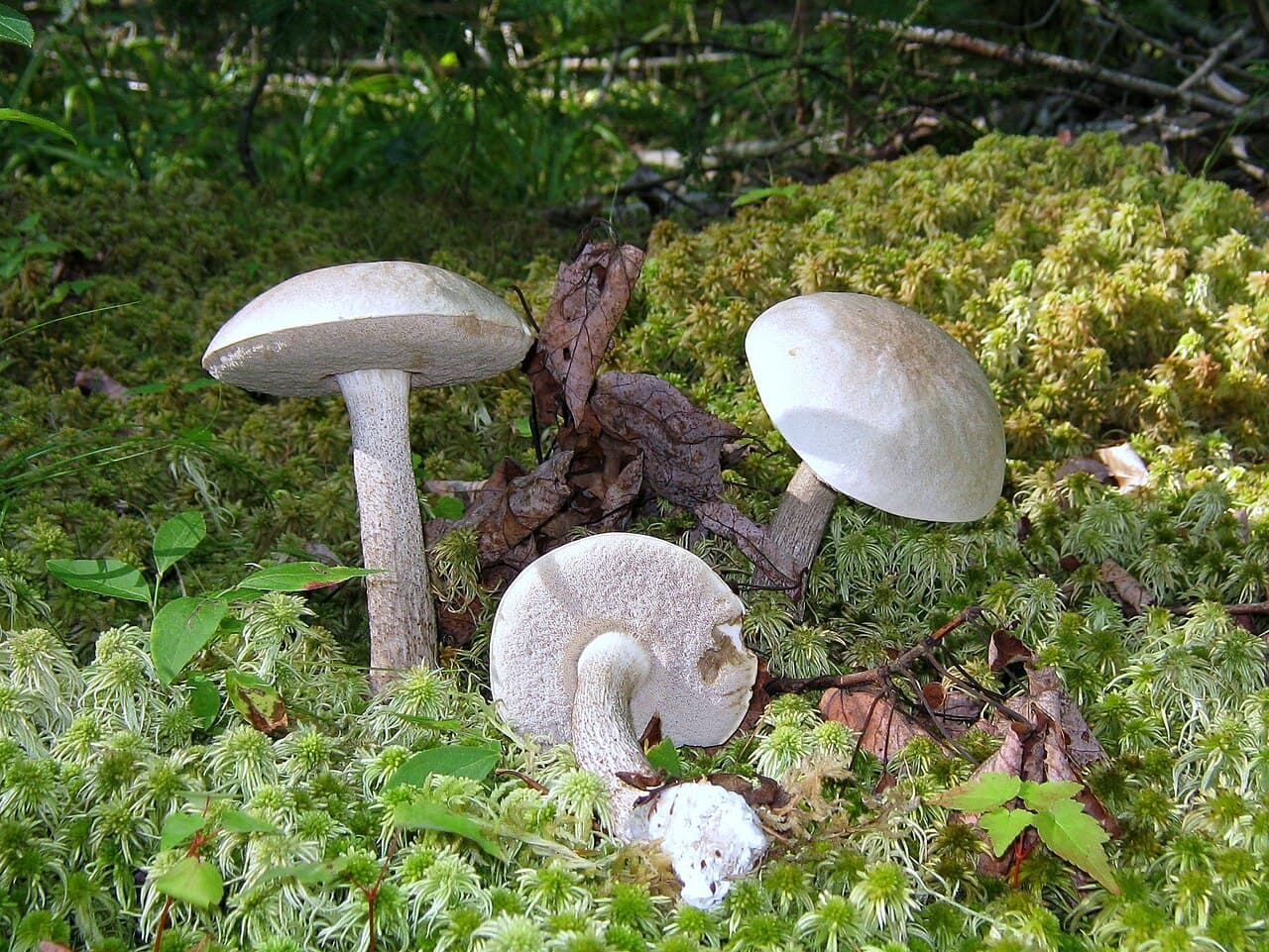 Kozák bílý (Leccinum holopus)