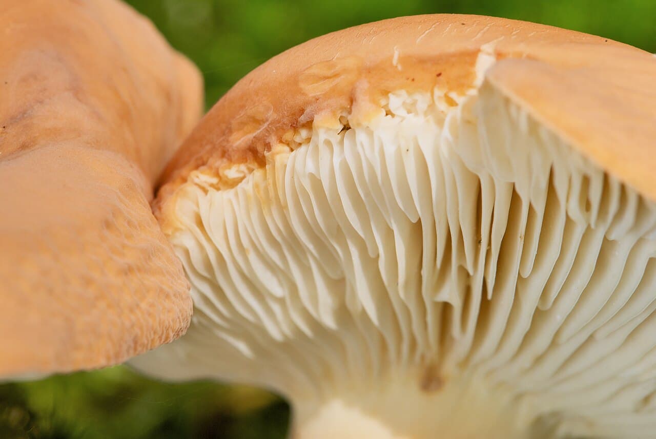 Ryzec syrovinka, charakteristický detail