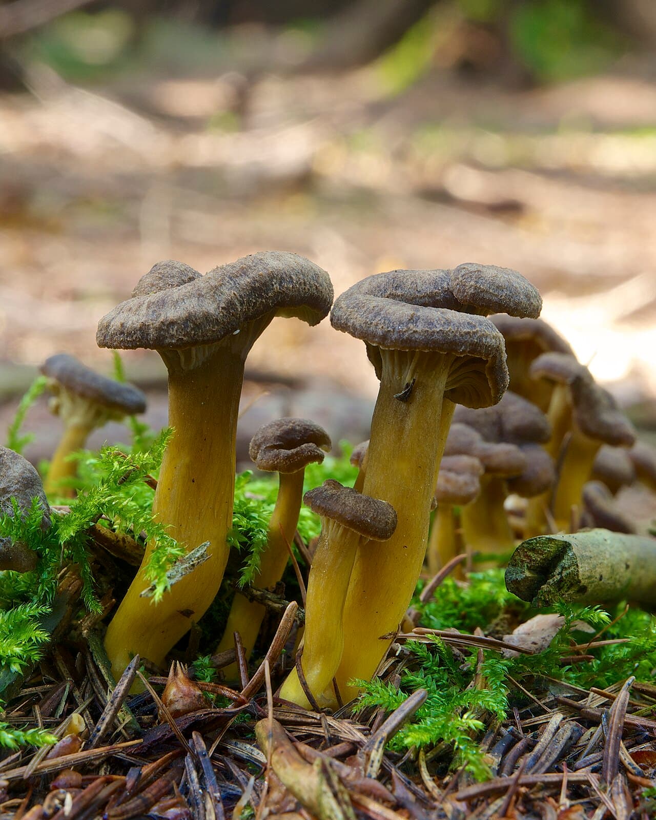Liška kalíšková (Craterellus tubaeformis)