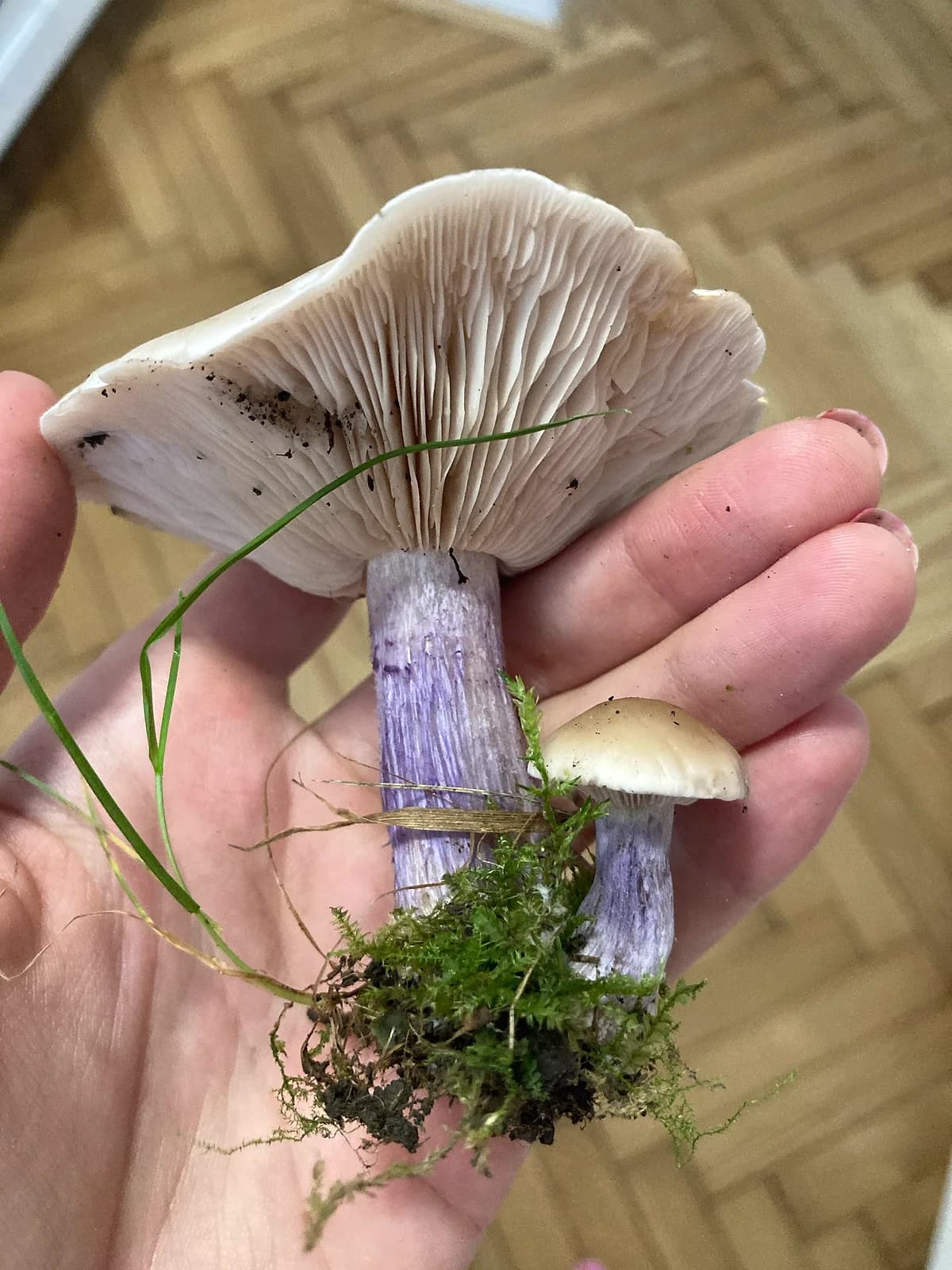 Čirůvka dvoubarvá — detail lupenů a fialového třeně