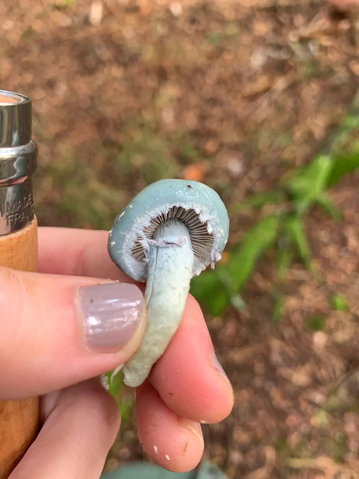Límcovka měděnková (Stropharia aeruginosa)