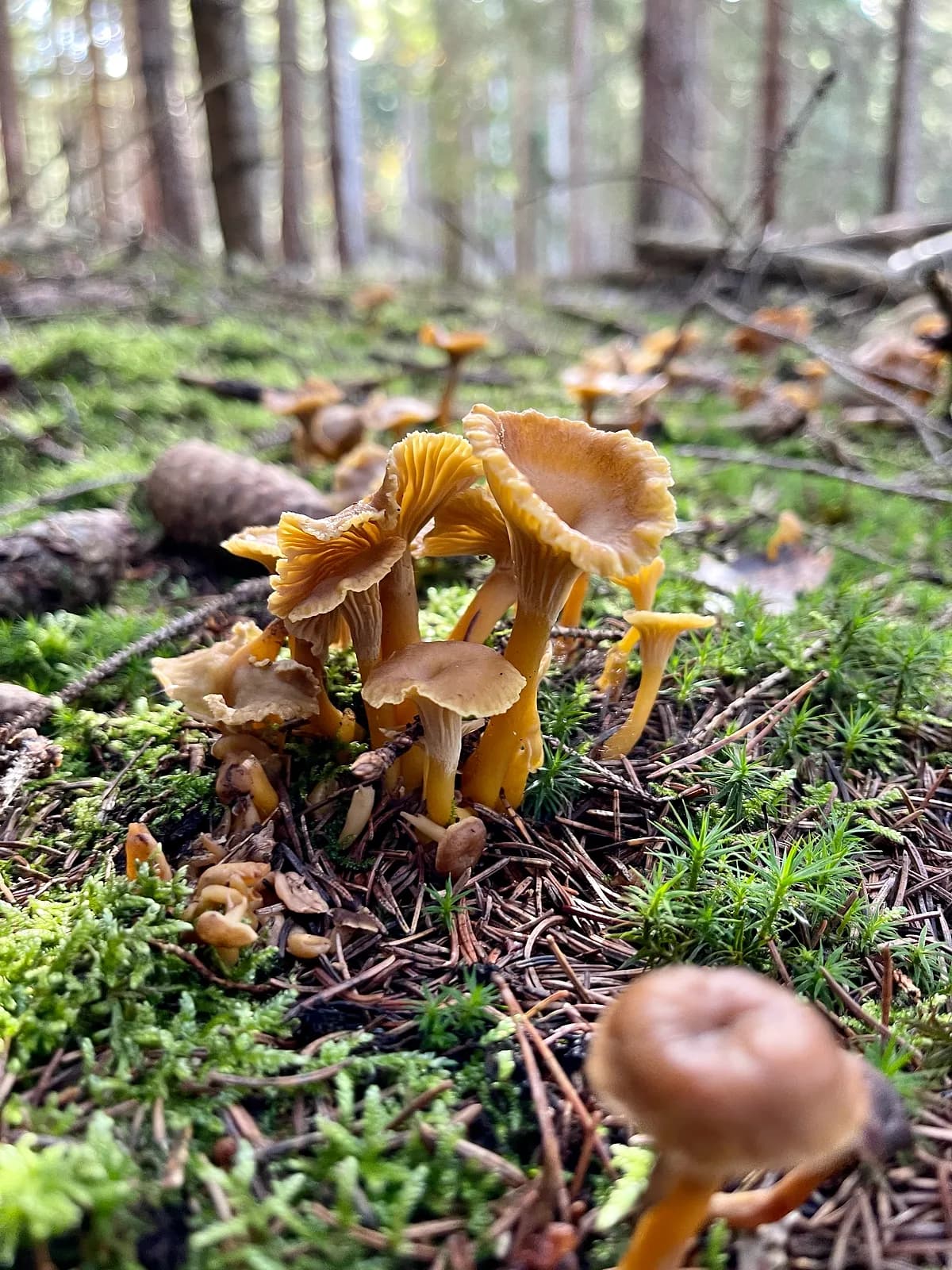 Liška nálevkovitá (Craterellus tubaeformis)
