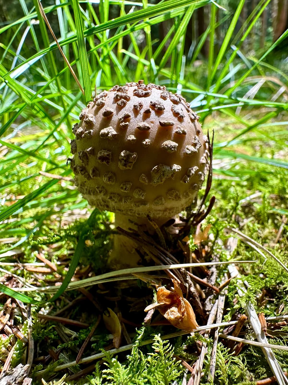 Muchomůrka růžovka (Amanita rubescens)