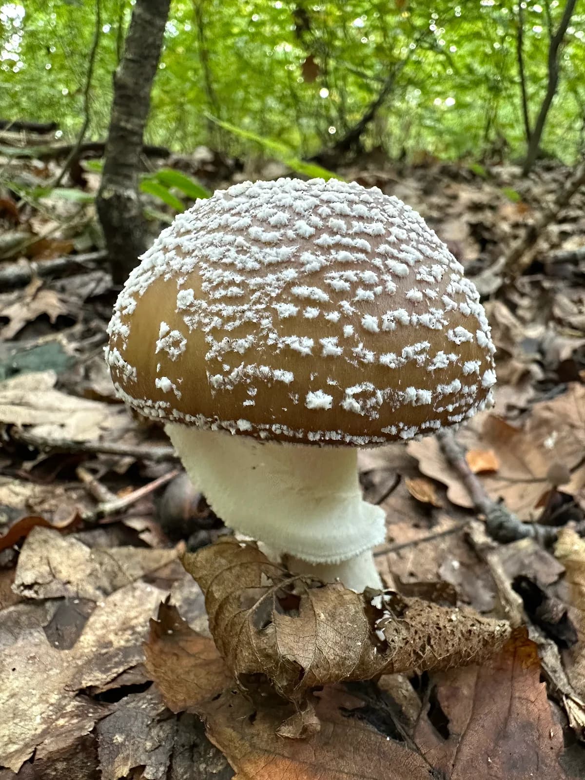 Muchomůrka tygrovaná (Amanita pantherina)