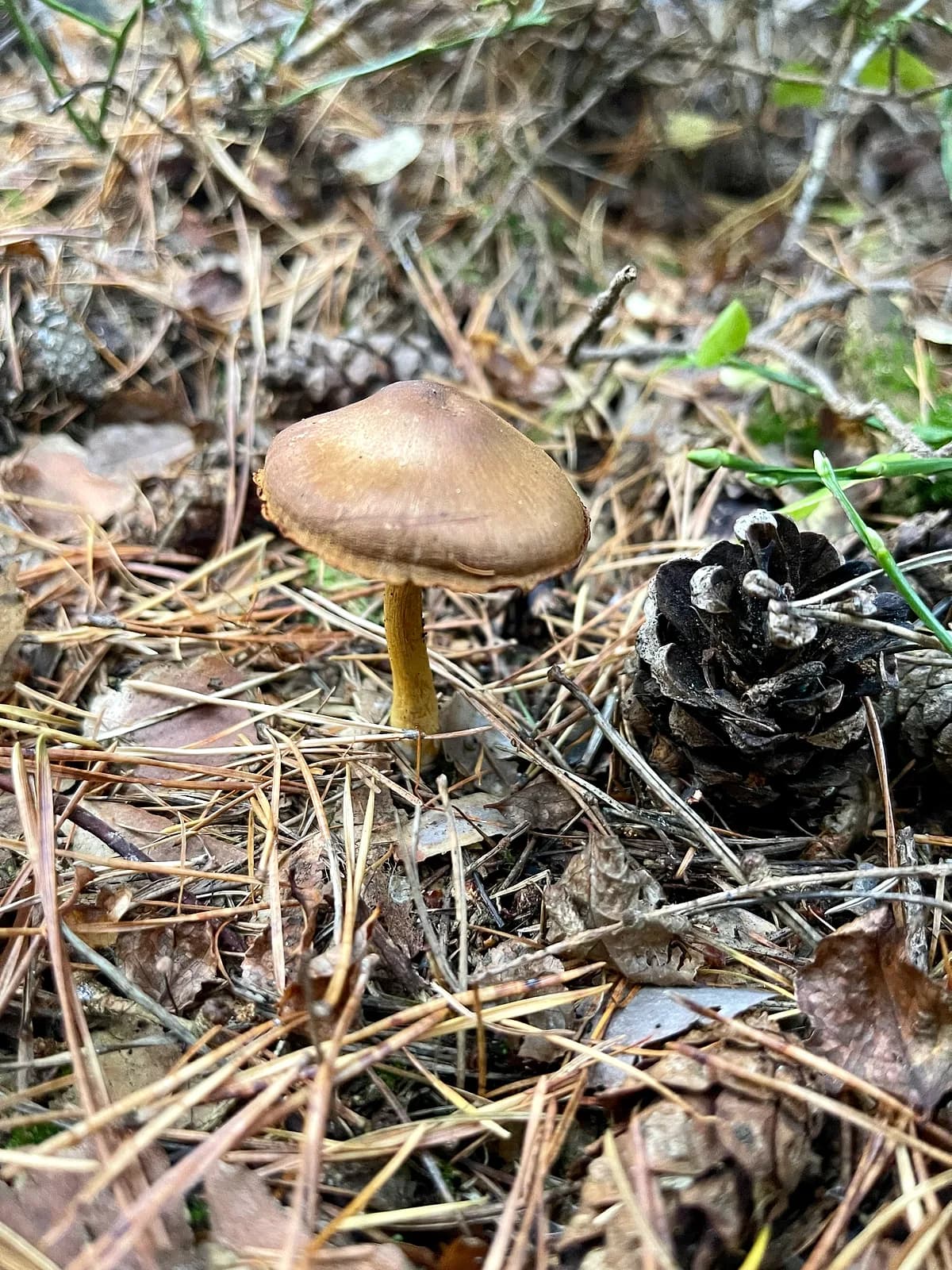 Pavučinec plyšový (Cortinarius orellanus)