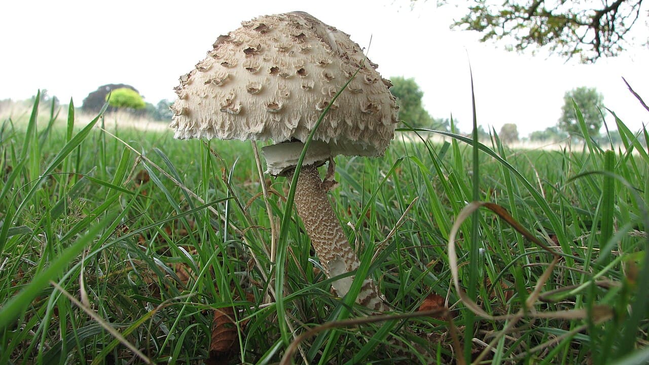 Bedla vysoká (Macrolepiota procera)