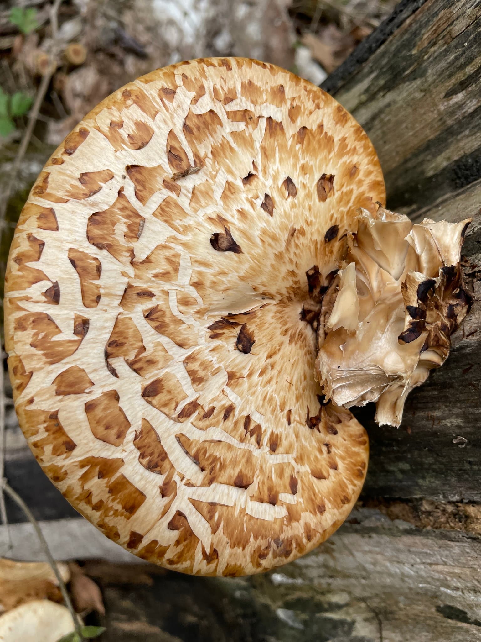 Choroš šupinatý (Cerioporus squamosus)